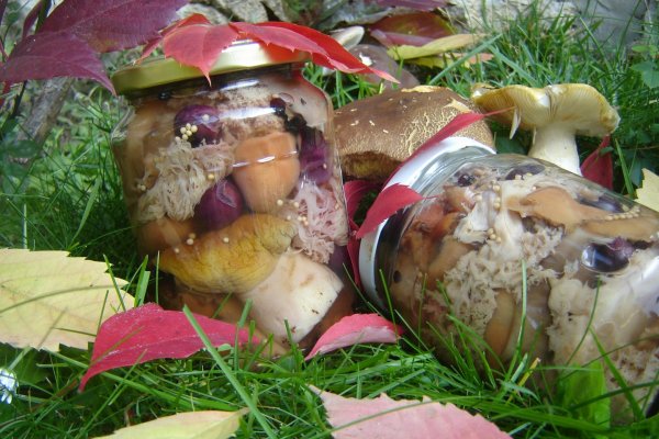 Ciuperci de padure la borcan