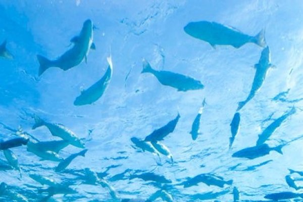 Ithaa, primul restaurant subacvatic din lume