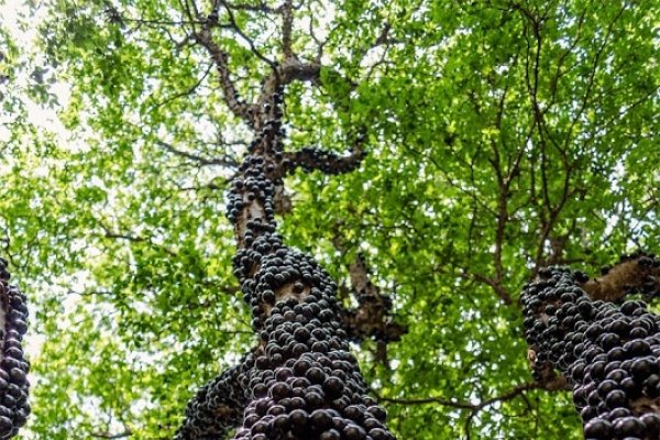 Jabuticaba, arborele cu struguri