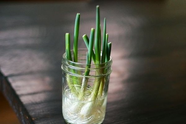 Cum sa cresti ceapa verde intr-un borcan