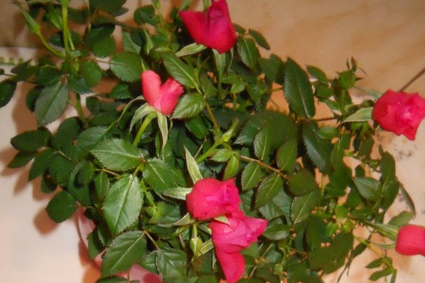 Piure de urzici  cu malai