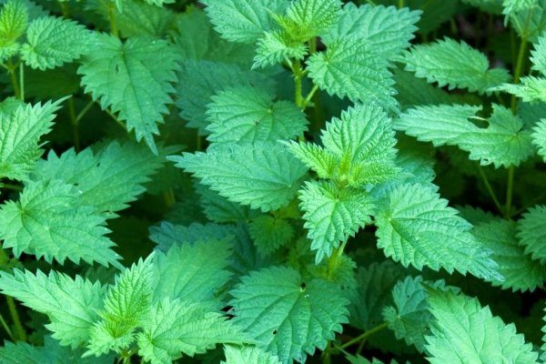 5 beneficii pentru sanatate ale urzicilor