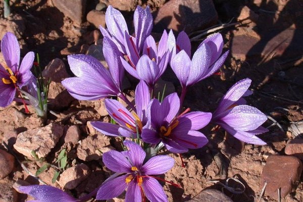 15 alimente despre care probabil nu stiai unde cresc