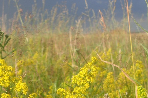 Sanzienele - istoric si obiceiuri arhaice