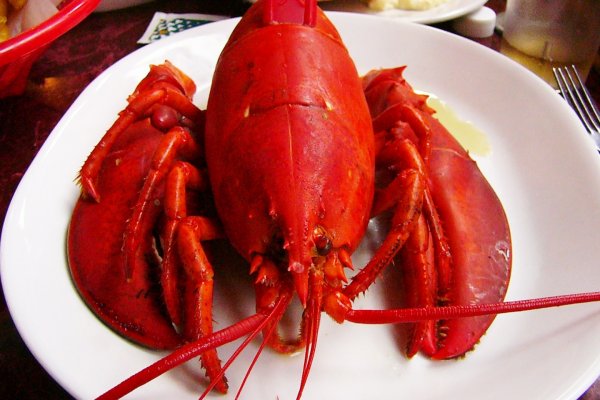 Homarul, de la hrana pentru pisici la delicatesa