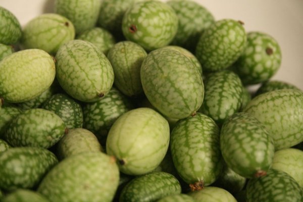 Castravetele mexican, un pepene in miniatura