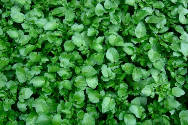 Totul despre vedeta primaverii: untisorul