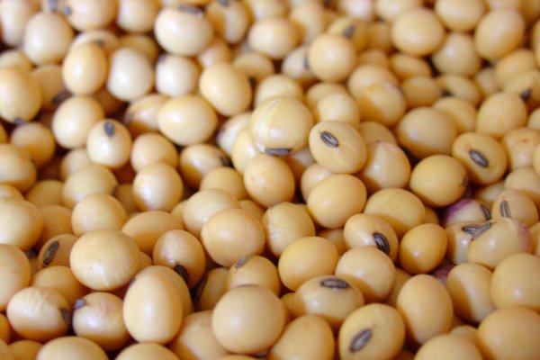 Soia - benefica pentru sanatate sau nu?