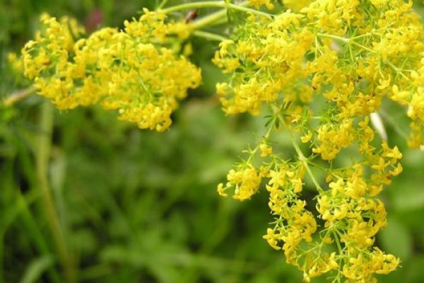 Tot ce trebuie sa stii despre sanziene si efectele lor terapeutice