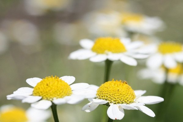 7 modalitati de a folosi musetelul