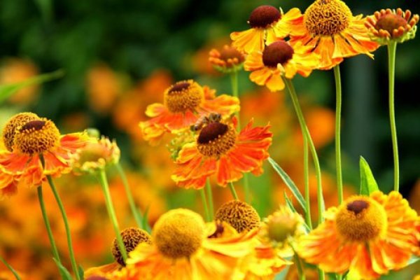 Beneficiile galbenelelor, planta cu efecte terapeutice uimitoare