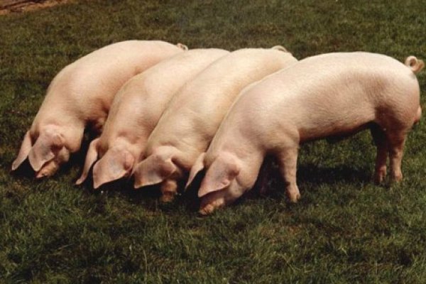 Care este cea mai sanatoasa carne de porc din Romania, numita si "uleiul de masline pe 4 picioare"