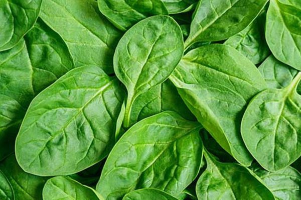 Ce mai poti sa gatesti cu spanac - 15 retete simple si gustoase