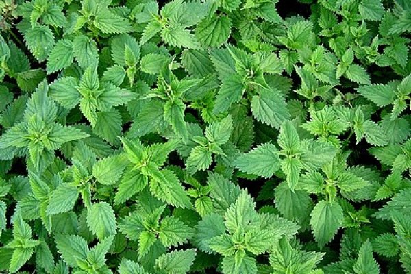 Tot ce trebuie sa stii despre cura cu urzici