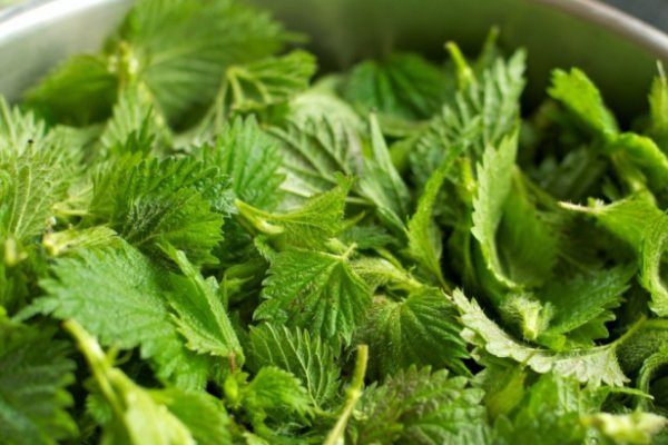 Ce poti sa mai gatesti cu urzici - 10 retete simple si gustoase