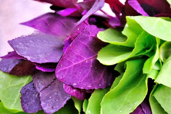 Ce poti sa mai gatesti cu loboda - 10 retete pe care sa le incerci in aceasta primavara