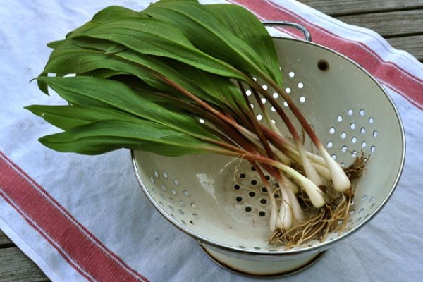 Ce bunatati poti sa gatesti cu leurda - 15 retete perfecte pentru aceasta primavara