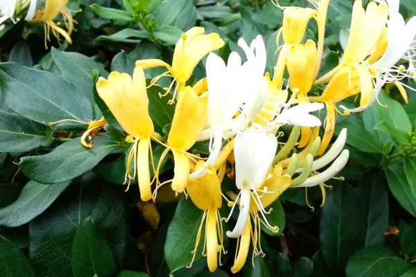 Ce poti prepara din Mana Maicii Domnului - floarea cu parfum si proprietati magice