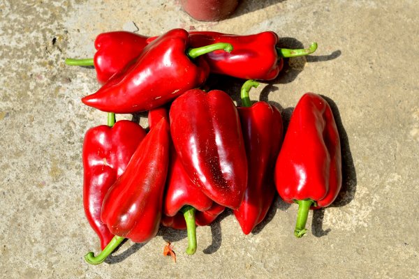 Ce poti sa gatesti cu ardei capia - cele mai bune 10 retete