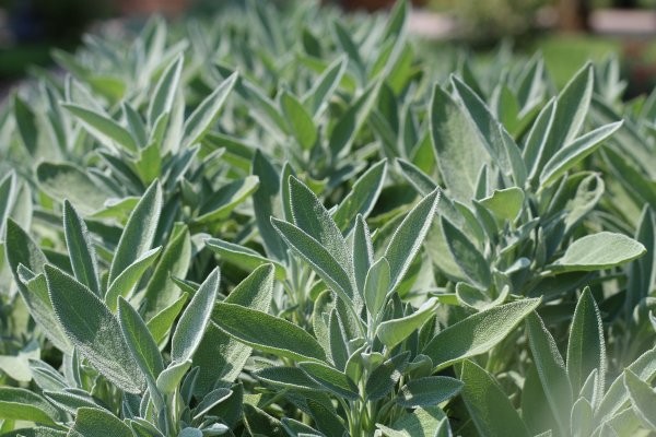 Salvia: planta miraculoasa cu proprietati uimitoare