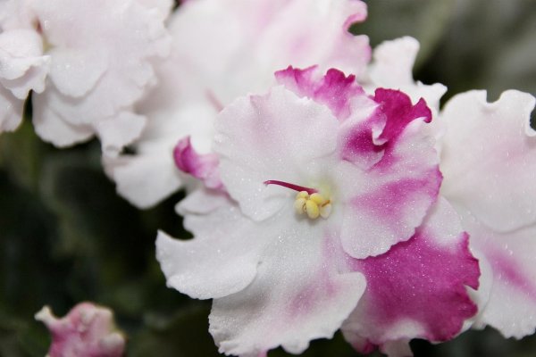 Cum sa faci violetele de Parma sa infloreasca din nou – sfaturi simple pentru flori spectaculoase