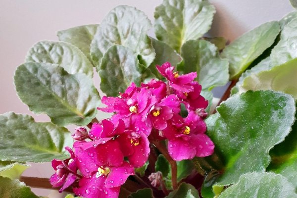 De ce nu infloresc violetele de Parma? 8 cauze frecvente si solutii eficiente