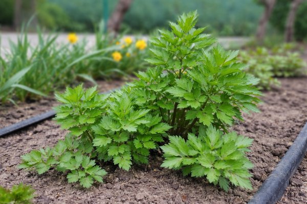 Cum se cultiva leusteanul in gradina: plantare, ingrijire si recoltare